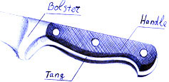 Picture showing the handle, the bolster and the tang of a knife
